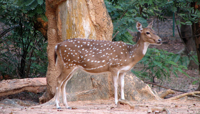 Sikkim Deer Park